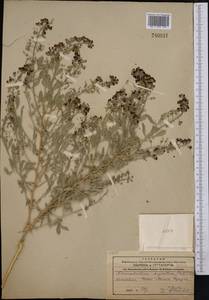 Ammodendron bifolium (Pall.)Yakovlev, Middle Asia, Caspian Ustyurt & Northern Aralia (M8) (Kazakhstan)