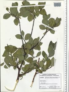 Salix hastata L., Siberia, Central Siberia (S3) (Russia)