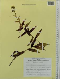 Hieracium virosum Pall., Siberia, Russian Far East (S6) (Russia)