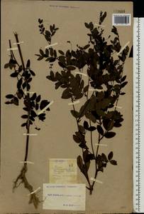 Lathyrus niger (L.)Bernh., Eastern Europe, South Ukrainian region (E12) (Ukraine)