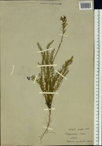 Oxytropis myriophylla (Pall.) DC., Siberia, Baikal & Transbaikal region (S4) (Russia)