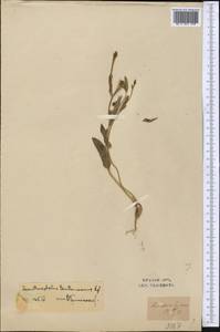 Acanthocephalus benthamianus Regel & Schmalh., Middle Asia, Syr-Darian deserts & Kyzylkum (M7) (Uzbekistan)