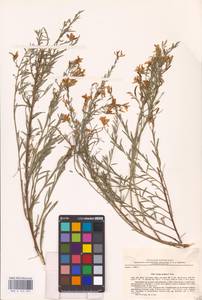 Genista tinctoria subsp. tinctoria, Eastern Europe, North Ukrainian region (E11) (Ukraine)