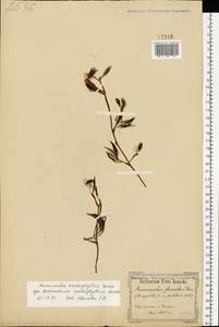 Ranunculus trichophyllus Chaix, Eastern Europe, South Ukrainian region (E12) (Ukraine)