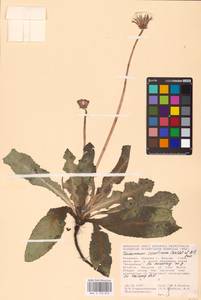Taraxacum serotinum (Waldst. & Kit.) Poir., Eastern Europe, Moldova (E13a) (Moldova)