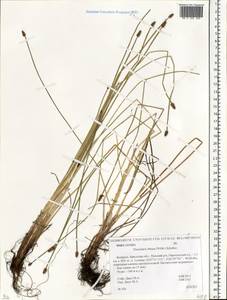 Eleocharis obtusa (Willd.) Schult., Eastern Europe, Belarus (E3a) (Belarus)