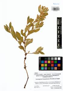 Koenigia bargusinensis (Peschkova), Siberia, Baikal & Transbaikal region (S4) (Russia)