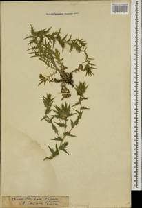 Carthamus lanatus L., Caucasus, Azerbaijan (K6) (Azerbaijan)