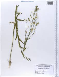 Camelina microcarpa subsp. pilosa (DC.) Jáv., Eastern Europe, Middle Volga region (E8) (Russia)