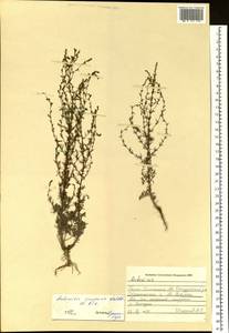 Artemisia scoparia Waldst. & Kit., Siberia, Altai & Sayany Mountains (S2) (Russia)