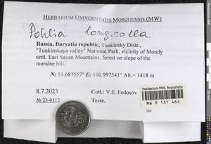 Pohlia longicolla (Hedw.) Lindb., Bryophytes, Bryophytes - Baikal & Transbaikal regions (B18) (Russia)