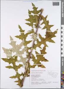 Echinops sphaerocephalus L., Eastern Europe, Central region (E4) (Russia)