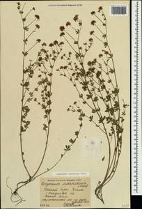 Dorycnium pentaphyllum subsp. herbaceum (Vill.)Rouy, Crimea (KRYM) (Russia)
