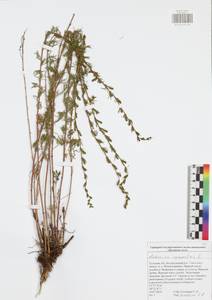 Artemisia campestris L., Eastern Europe, Central region (E4) (Russia)