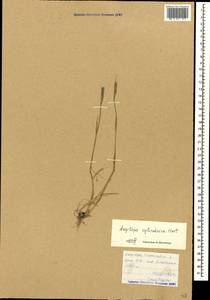 Aegilops cylindrica Host, Caucasus, Armenia (K5) (Armenia)
