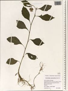 Erechtites valerianifolia (Link ex Wolf) Less. ex DC., South Asia, South Asia (Asia outside ex-Soviet states and Mongolia) (ASIA) (Vietnam)
