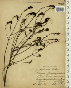 Odontites luteus (L.) Clairv., Eastern Europe, Rostov Oblast (E12a) (Russia)