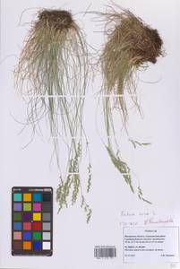 Festuca ovina L., Eastern Europe, Moscow region (E4a) (Russia)