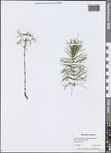 Equisetum arvense L., Eastern Europe, North-Western region (E2) (Russia)