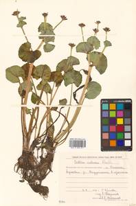 Caltha palustris var. sibirica Regel, Siberia, Chukotka & Kamchatka (S7) (Russia)