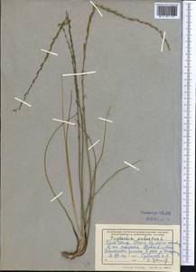 Triglochin palustris L., Middle Asia, Northern & Central Tian Shan (M4) (Kyrgyzstan)