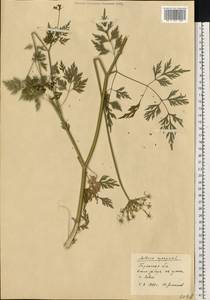 Aethusa cynapium L., Eastern Europe, Western region (E3) (Russia)