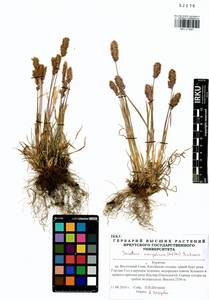 Trisetum spicatum (L.) K.Richt., Siberia, Baikal & Transbaikal region (S4) (Russia)