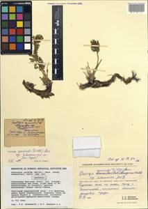 Oxytropis sordida subsp. schamurinii Jurtzev, Siberia, Chukotka & Kamchatka (S7) (Russia)