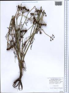 Oenanthe silaifolia M. Bieb., Caucasus, Black Sea Shore (from Novorossiysk to Adler) (K3) (Russia)