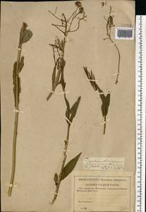 Sisymbrium strictissimum L., Eastern Europe, Central forest-and-steppe region (E6) (Russia)