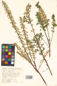 Spiraea hypericifolia L., Eastern Europe, Lower Volga region (E9) (Russia)