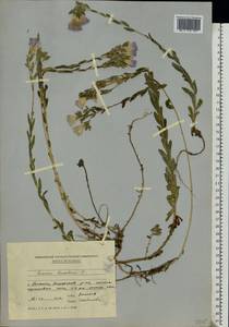 Linum hirsutum L., Eastern Europe, Moldova (E13a) (Moldova)