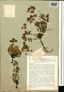 Euphorbia petrophila C.A.Mey., Caucasus, Black Sea Shore (from Novorossiysk to Adler) (K3) (Russia)