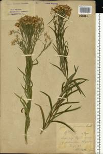 Galatella sedifolia subsp. sedifolia, Eastern Europe, Eastern region (E10) (Russia)