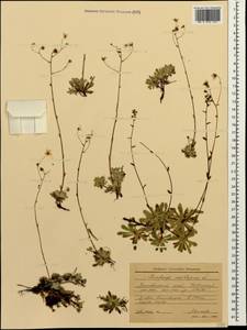 Saxifraga paniculata subsp. cartilaginea (Willd.) D. A. Webb, Caucasus, Krasnodar Krai & Adygea (K1a) (Russia)