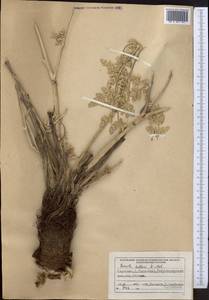 Ferula kelleri Koso-Pol., Middle Asia, Northern & Central Tian Shan (M4) (Kyrgyzstan)
