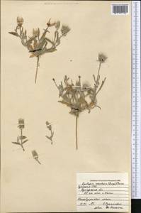 Epilasia acrolasia (Bunge) C. B. Cl., Middle Asia, Syr-Darian deserts & Kyzylkum (M7) (Uzbekistan)
