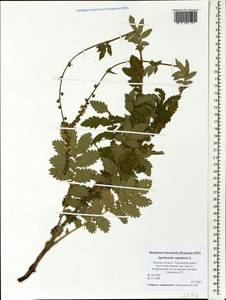 Agrimonia eupatoria L., Eastern Europe, North-Western region (E2) (Russia)