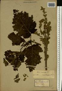 Salvia austriaca Jacq., Eastern Europe, Moldova (E13a) (Moldova)