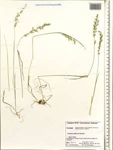Trisetum altaicum Roshev., Siberia, Central Siberia (S3) (Russia)