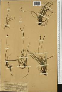 Carex ericetorum Pollich, Western Europe (EUR) (Germany)