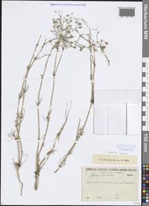 Spergula arvensis L., Eastern Europe, North-Western region (E2) (Russia)