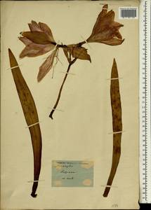 Hippeastrum reginae (L.) Herb., Africa (AFR) (Not classified)
