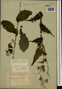 Sonchus asper (L.) Hill, Eastern Europe, South Ukrainian region (E12) (Ukraine)