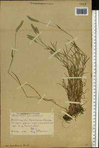 Alopecurus geniculatus L., Eastern Europe, Central region (E4) (Russia)