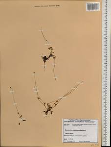 Ranunculus pygmaeus Wahlenb., Siberia, Central Siberia (S3) (Russia)