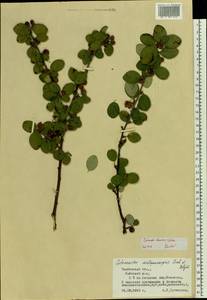 Cotoneaster alaunicus Golitsin, Eastern Europe, Central forest-and-steppe region (E6) (Russia)