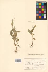 Persicaria posumbu subsp. posumbu, Siberia, Russian Far East (S6) (Russia)
