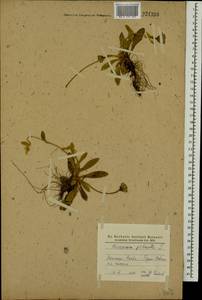 Pilosella officinarum Vaill., Eastern Europe, North Ukrainian region (E11) (Ukraine)