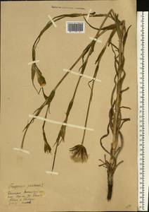 Tragopogon pratensis L., Eastern Europe, Eastern region (E10) (Russia)